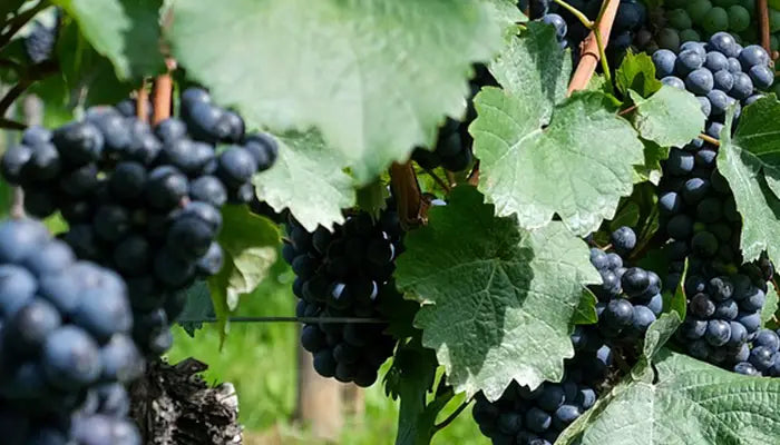 rotwein trauben in itlalien