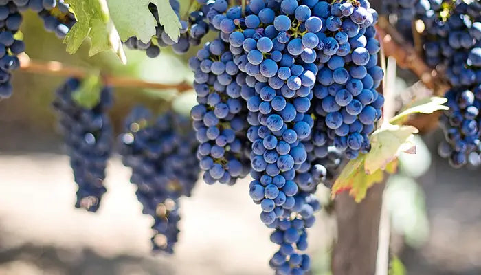 italienische Weinreben aus italien 